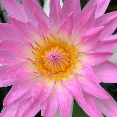 Image output for example 6